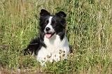 BORDER COLLIE 590